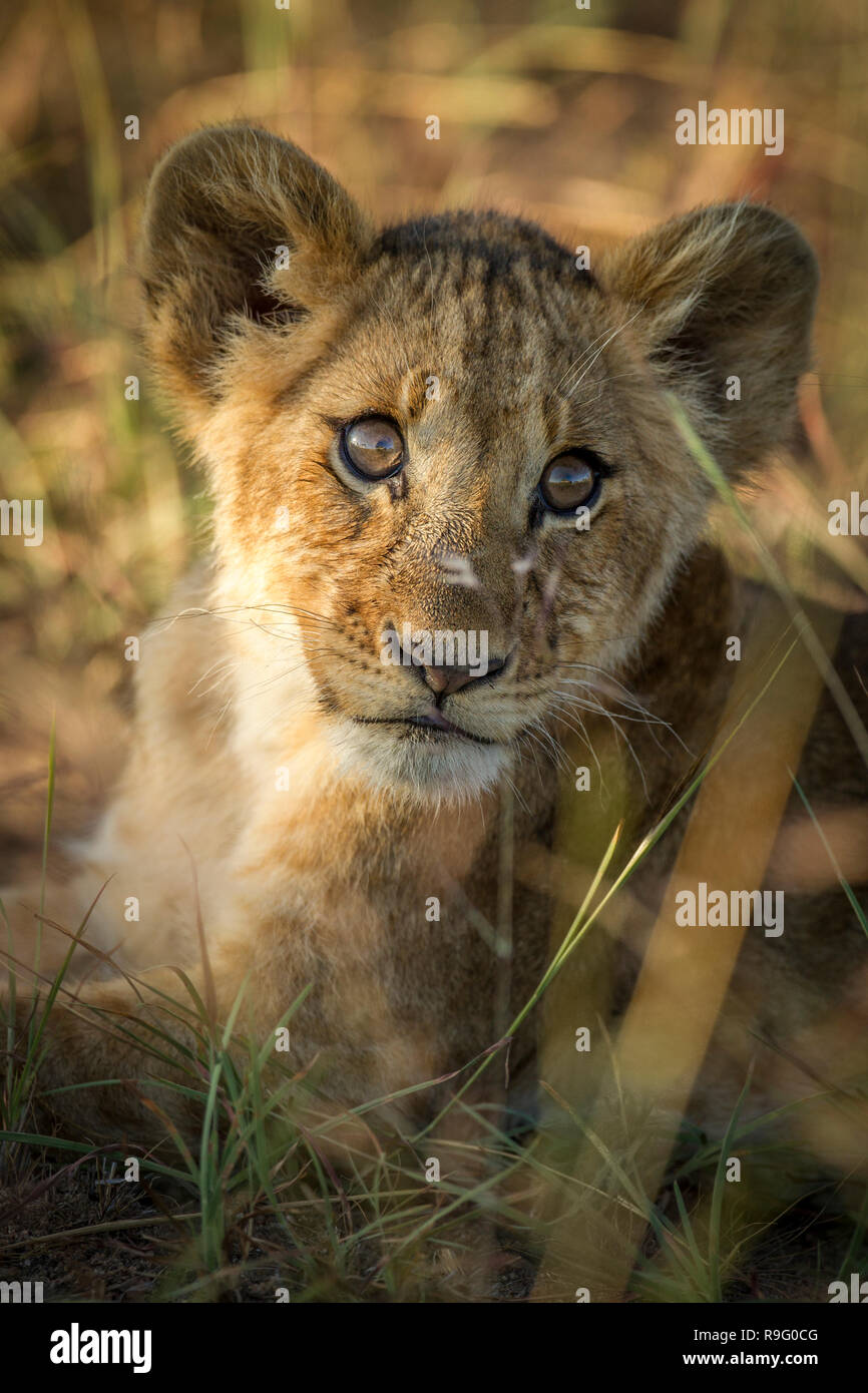 lion cub in warm light looking interested while lying in grass Stock Photo