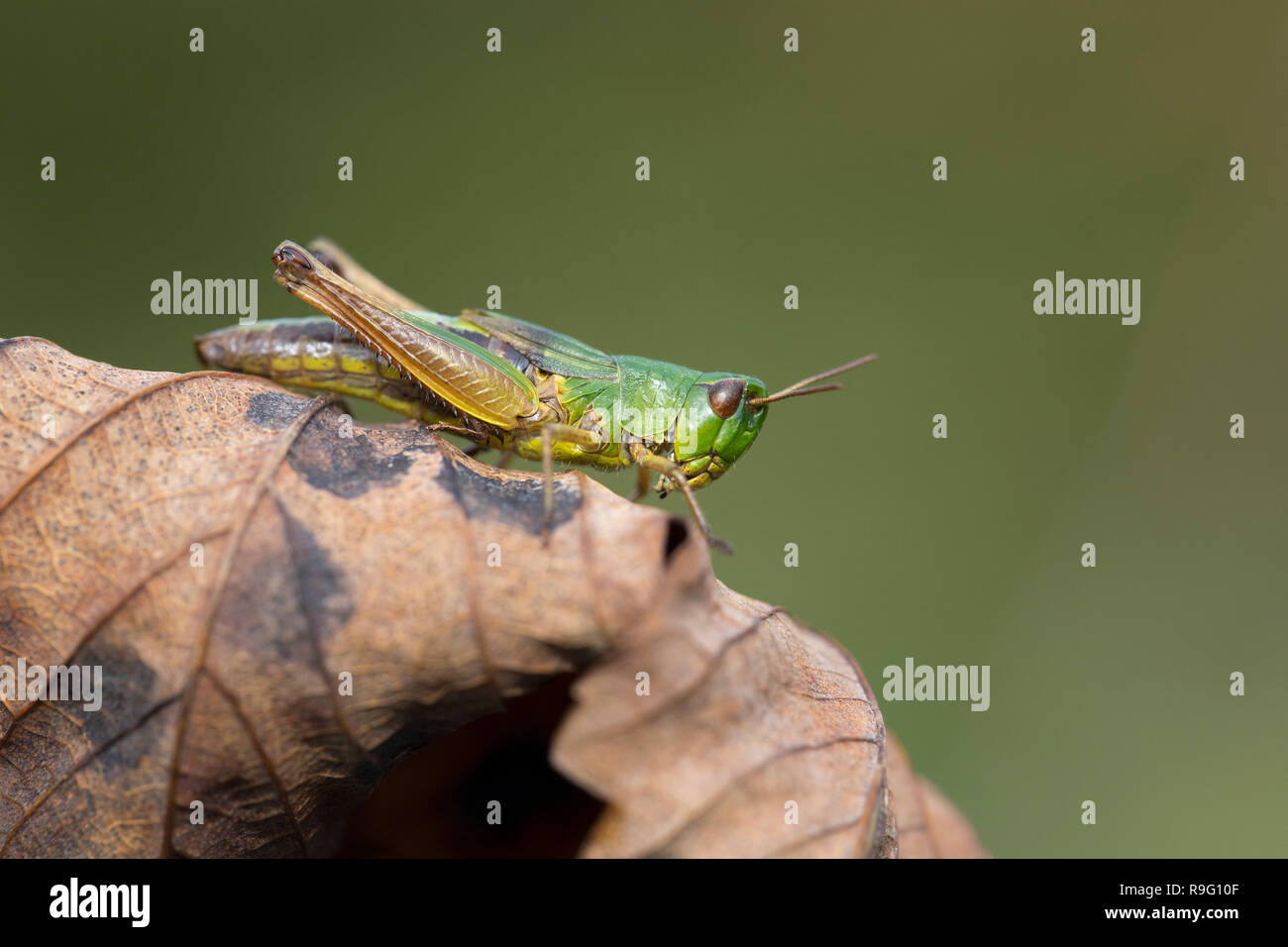 Meadow Grasshopper; Chorthippus parallelus Single on Leaf Cornwall; UK Stock Photo