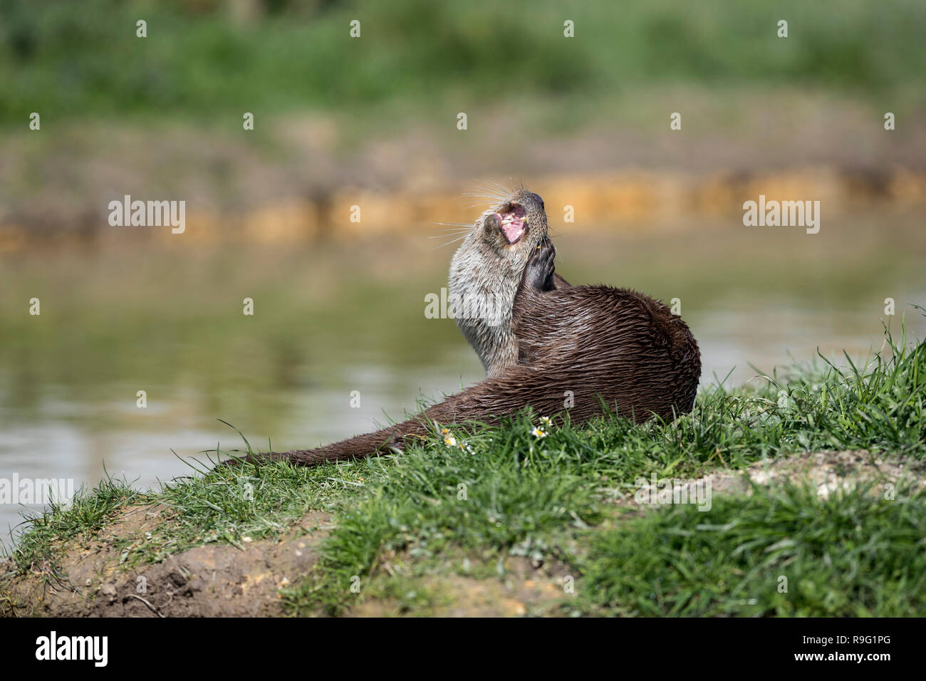 Otter; Lutra lutra Single; Scratching Devon;  UK Stock Photo