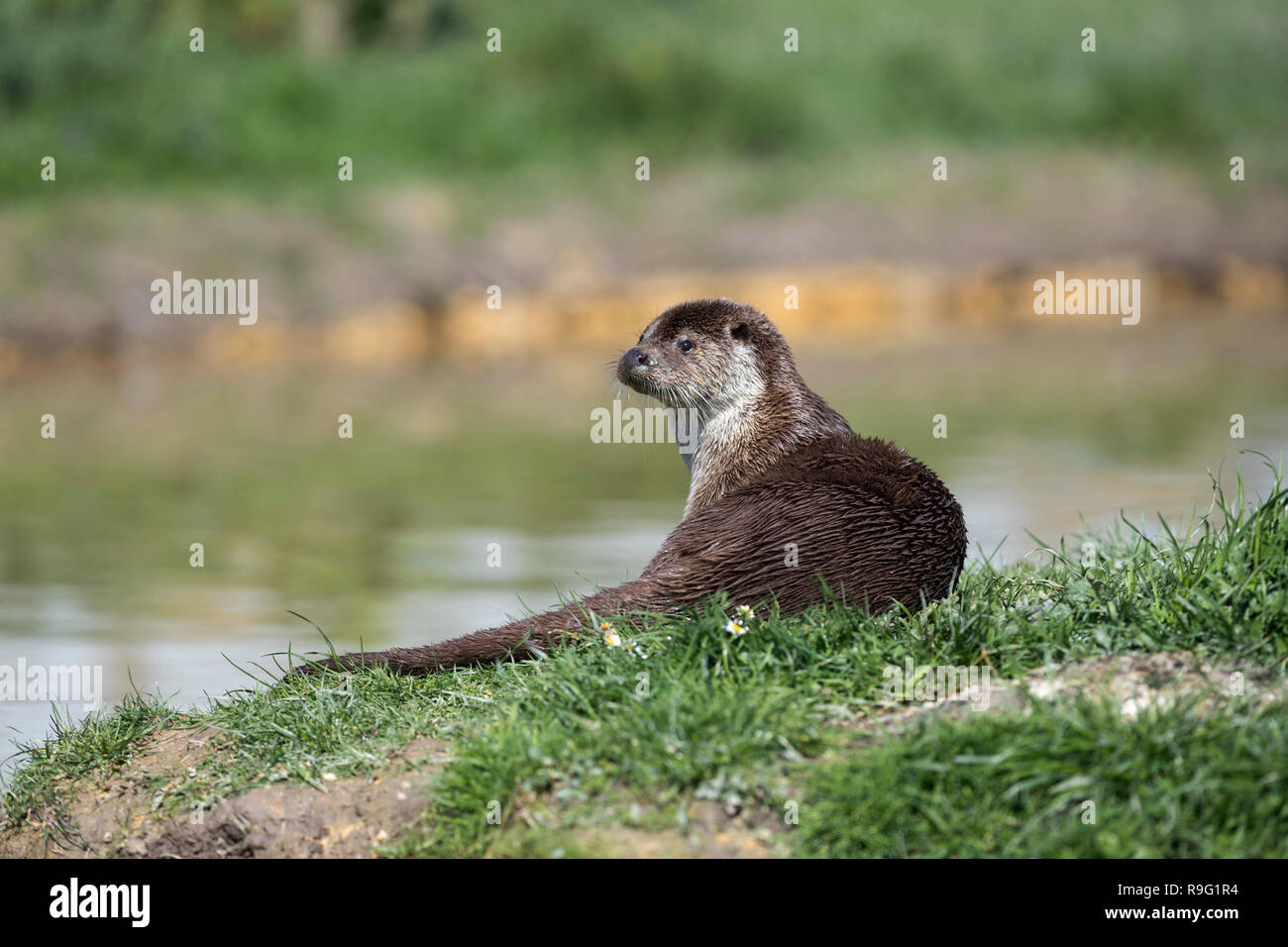 Otter; Lutra lutra Devon; UK Stock Photo