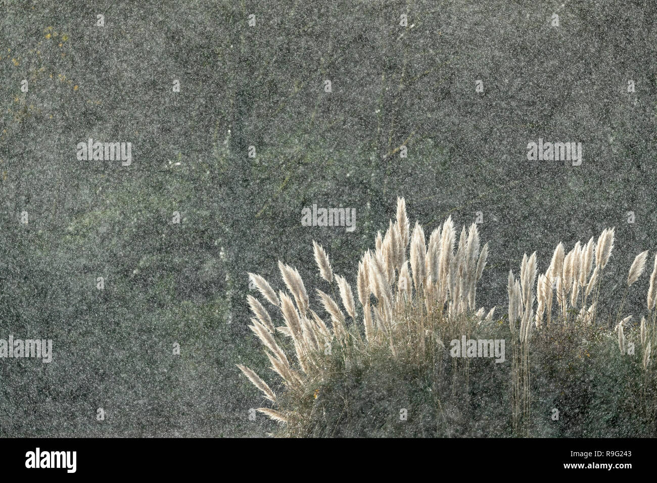 Pampass Grass in Hail; Cornwall; UK Stock Photo