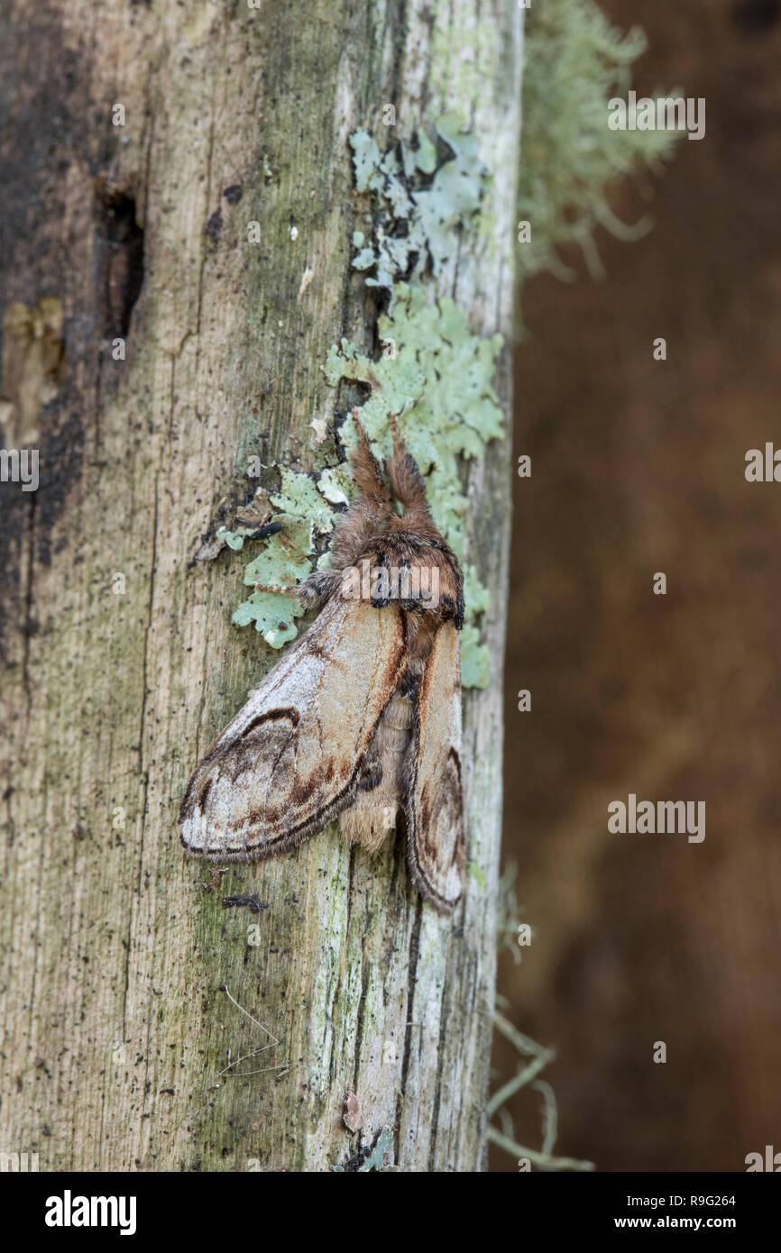 Pebble Prominent; Notodonta ziczac Single on Wood with Lichen Cornwall; UK Stock Photo