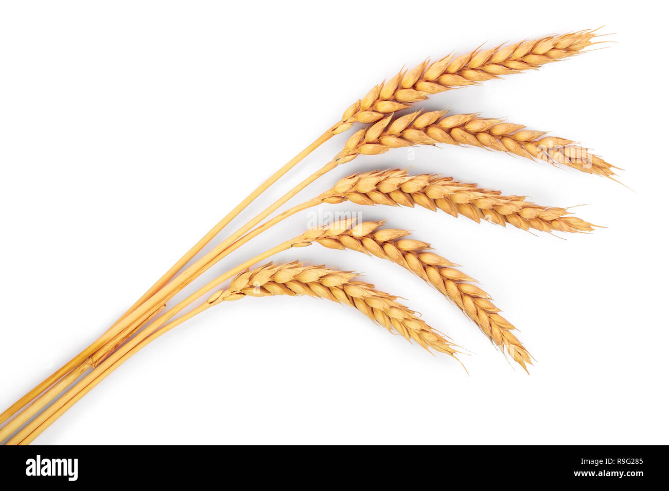 ears of wheat isolated on white background. Top view Stock Photo - Alamy