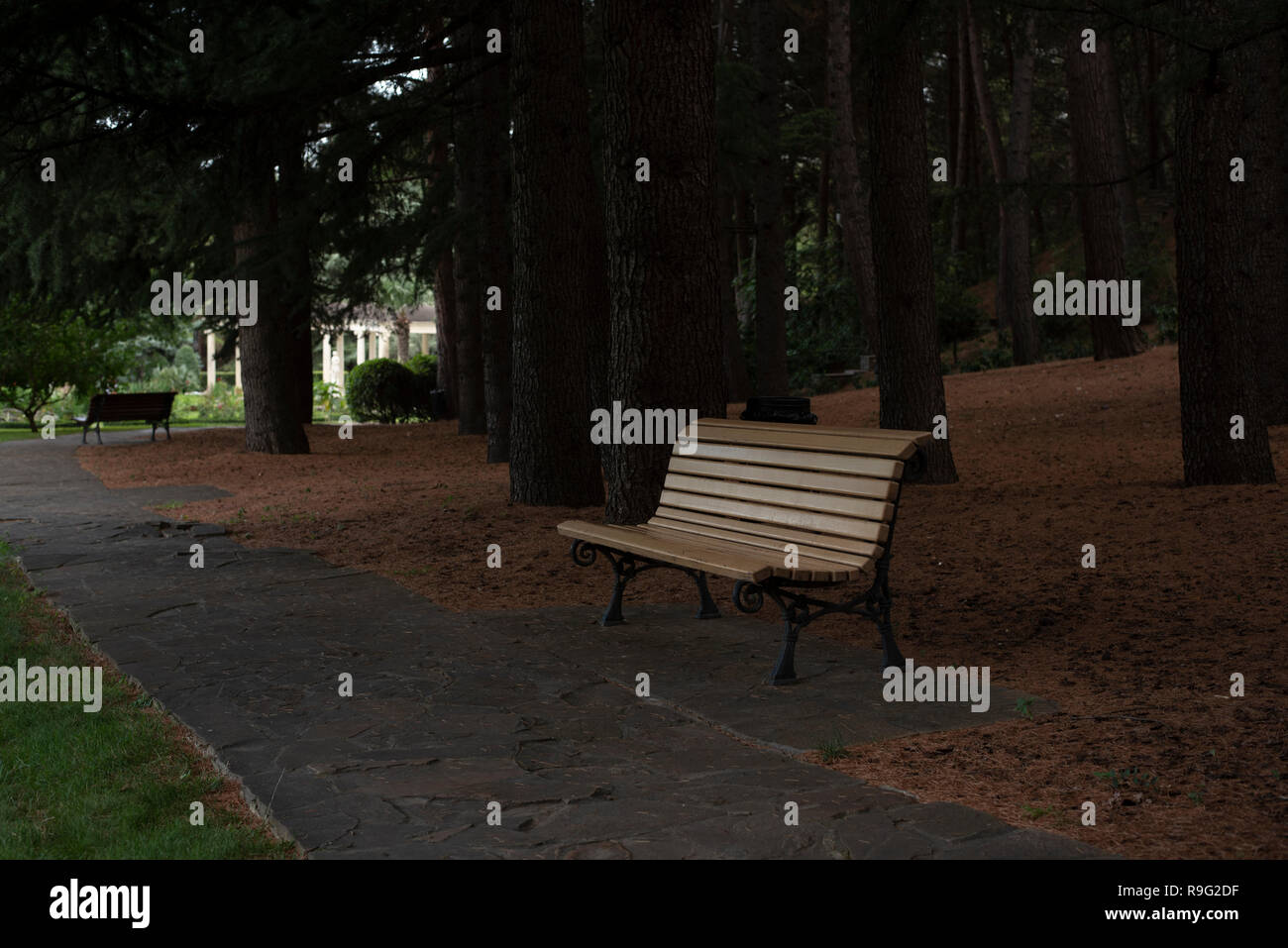 an empty alley with a lonely shop, around the ground covered with needles of coniferous trees. around coniferous trees. in the distance a building wit Stock Photo