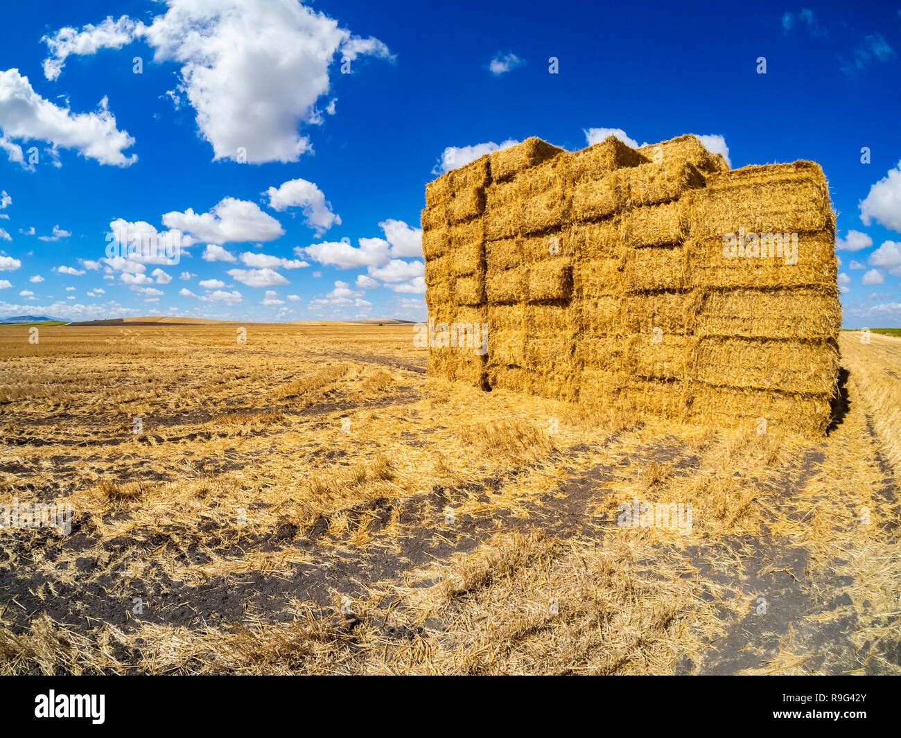 Bales of straw piled up after harvest Stock Photo