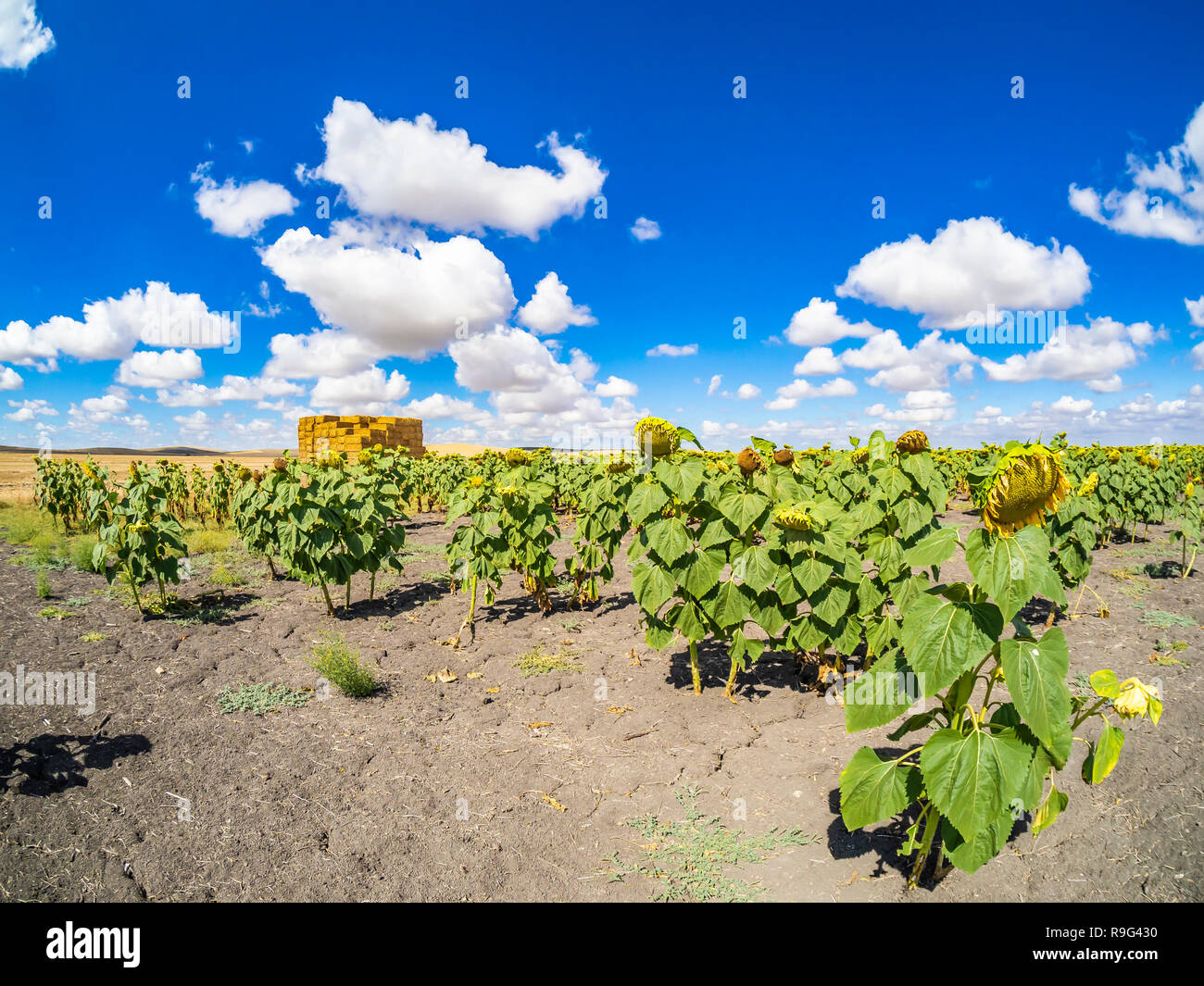 Field of sunflowers in the Sevillian countryside Stock Photo