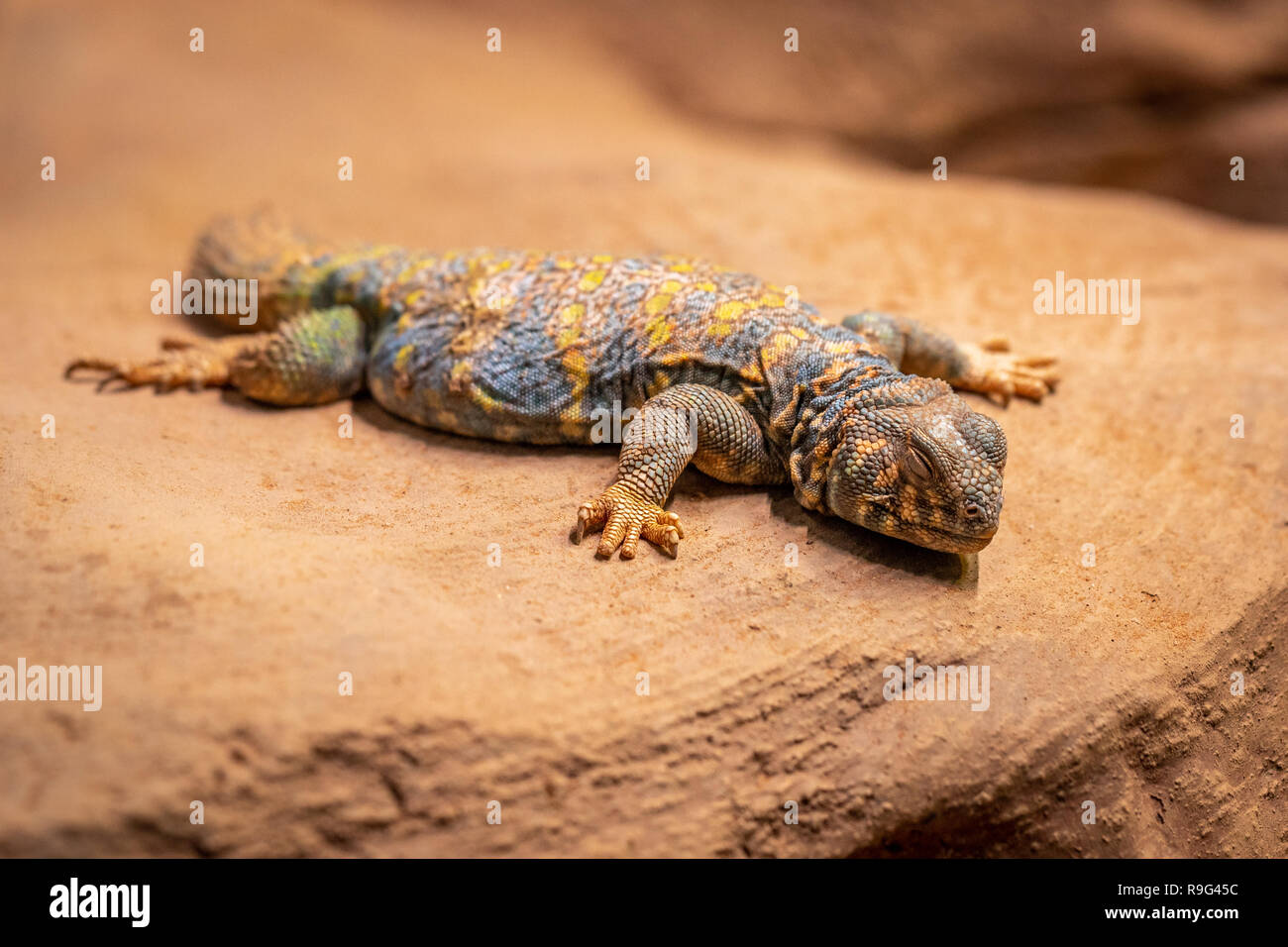 Ornate spiny tailed lizard, Uromastyx ornata, resting on a rock Stock Photo