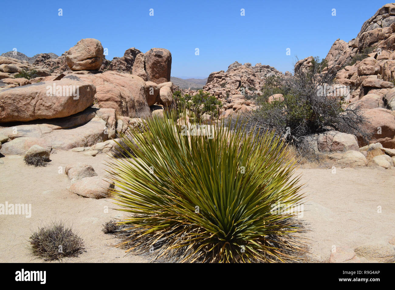 Joshua trees, rock formations and Cactus Garden in the Joshua Tree National Park, California
