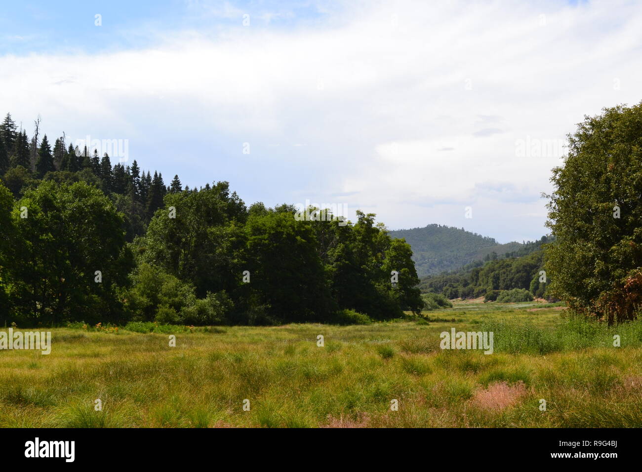 Summer in Doane Valley, Palomar Mountain State Park, California. Doane Ponds and Meadows. Great area for hiking, camping and wildlife watching Stock Photo