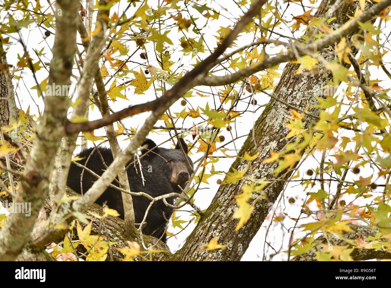 Wild American black bear up in a tree peering through branches, colorful autumn leaves, Great Smoky Mountains National Park, Gatlinburg, TN, USA Stock Photo