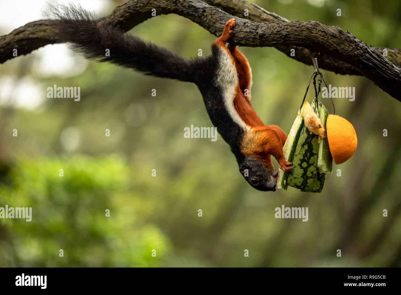 Prevost squirrel hanging upside down, eating water melon Stock Photo