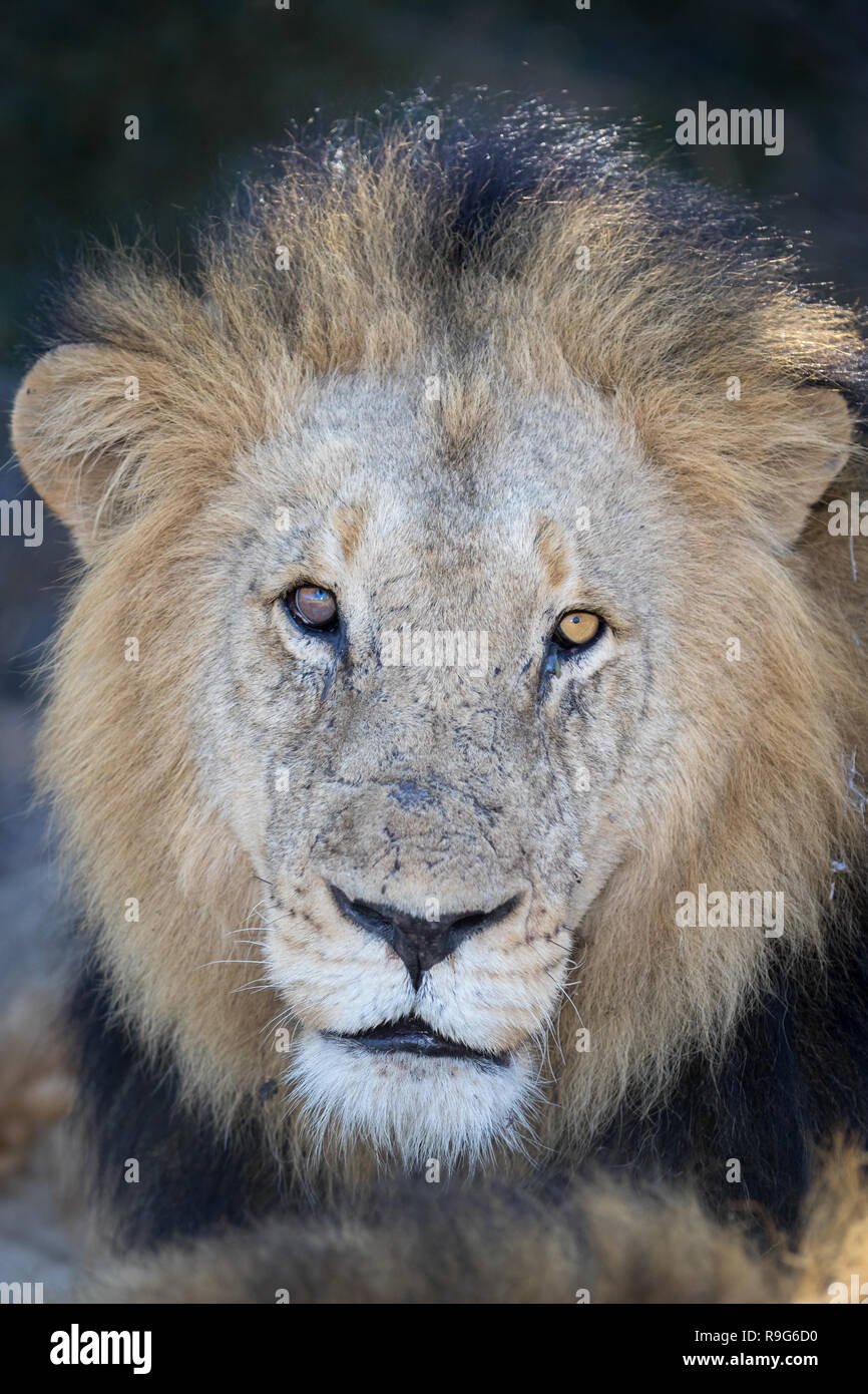 Close up portrait of majestic big male lion. Stock Photo