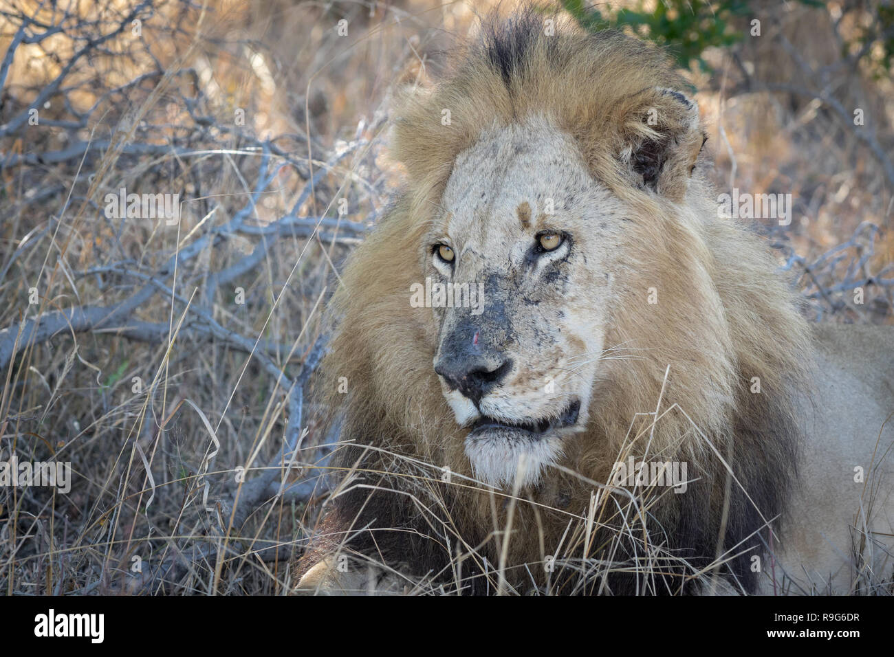 Big male lion resting. Stock Photo
