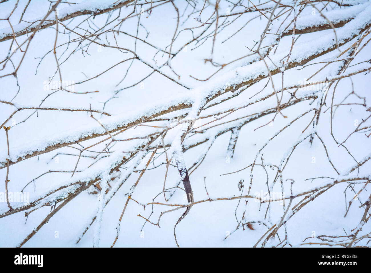 Bush branches covered with hoarfrost Snow covered winter plant on snow Bush branches covered with hoarfrost Snow covered winter plant on snow