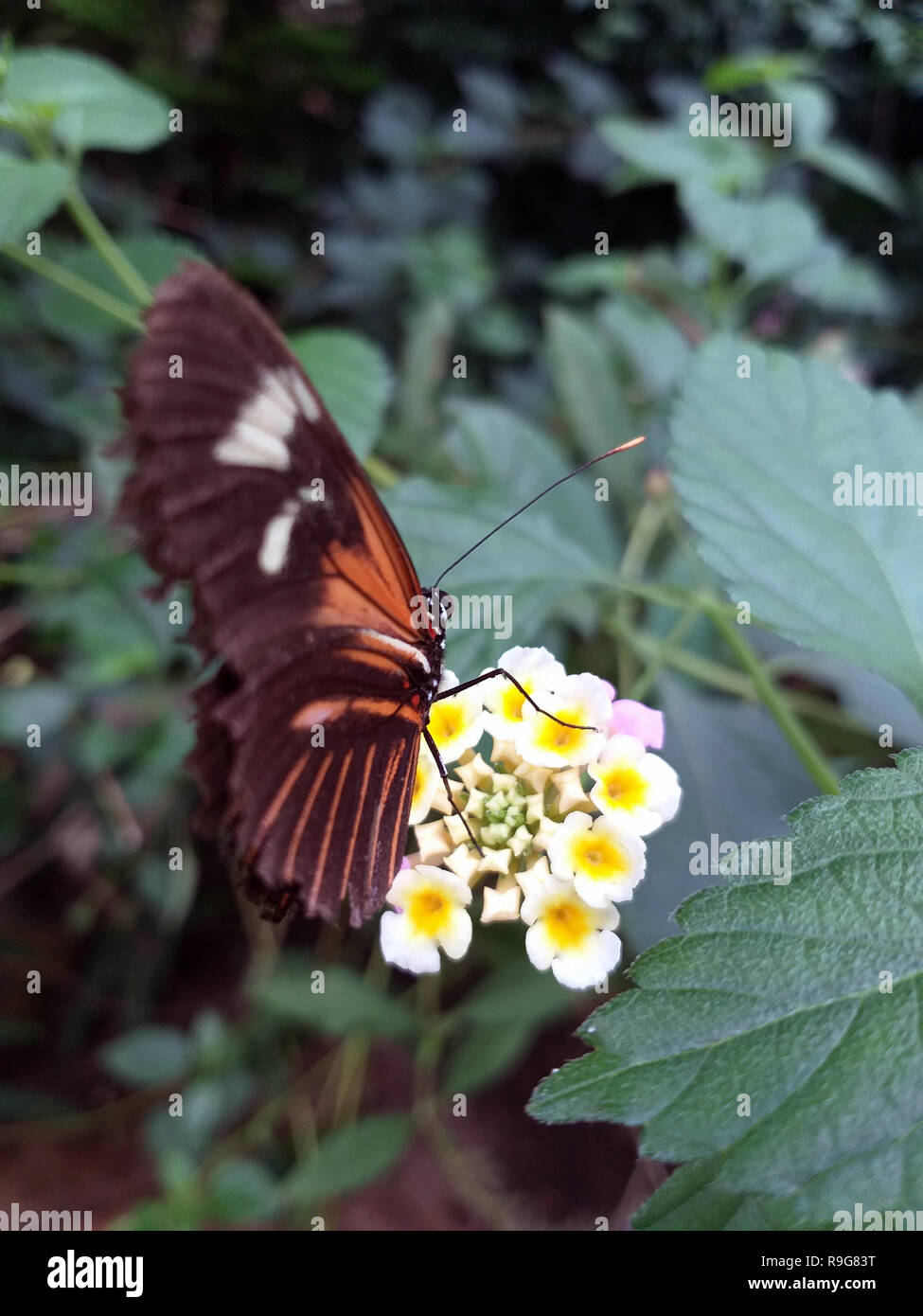 Monarch, Danaus plexippus, butterfly in nature habitat. Nice insect from Mexico. Butterfly in the green forest. Stock Photo