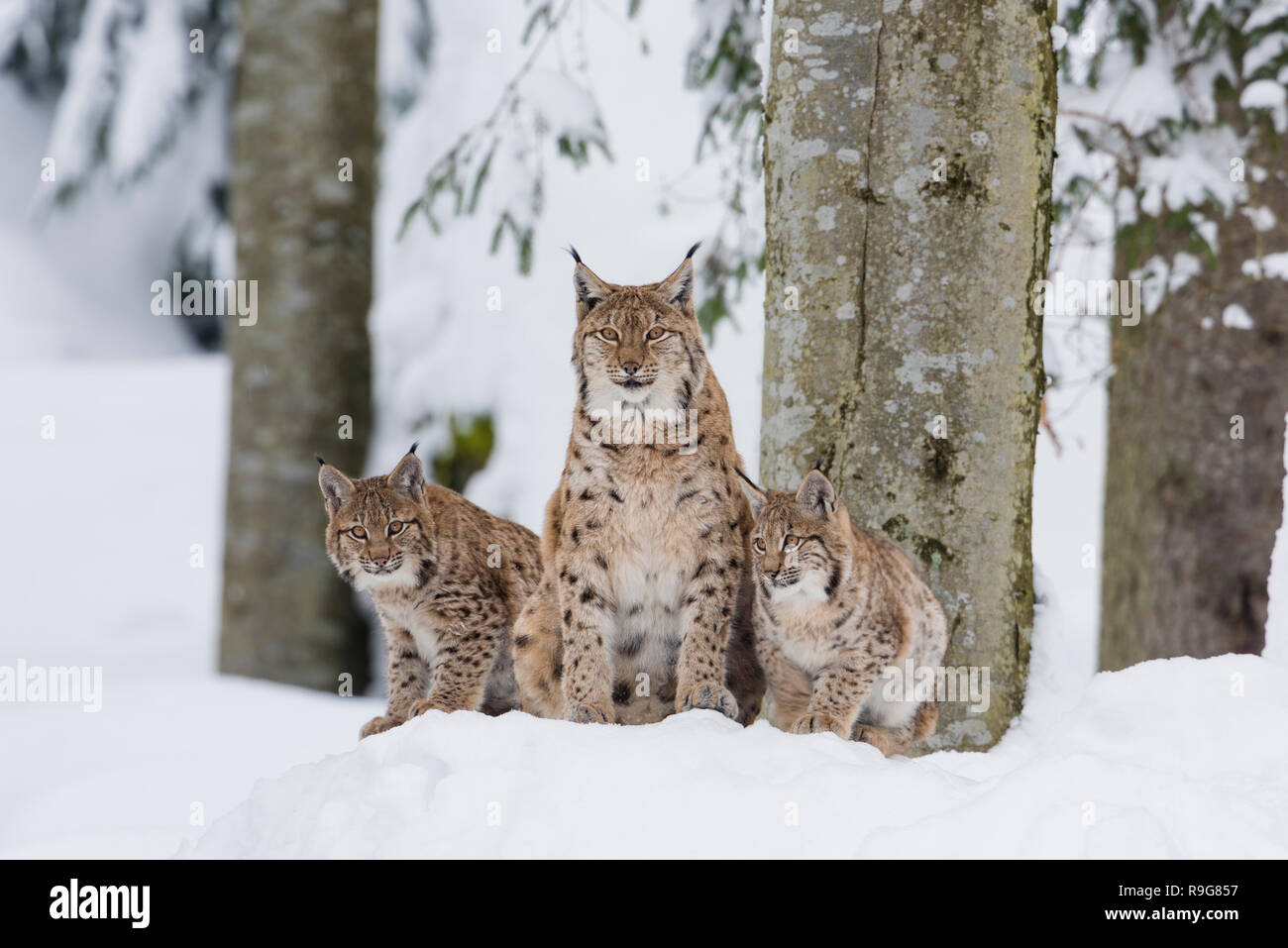 Eurasischer Luchs Familie ,Lynx lynx, eurasian lynx family Stock Photo