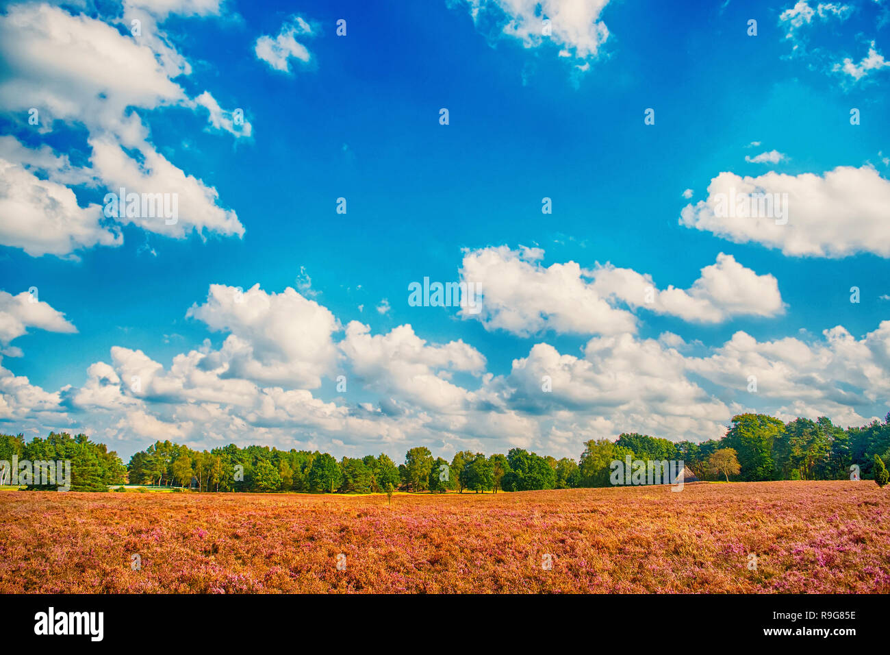 Heathland with flowering common heather Calluna vulgaris and an oak in the Lueneburg Heath Lueneburger Heide in Lower Saxony, Germany. Autumn field and meadow concept Stock Photo