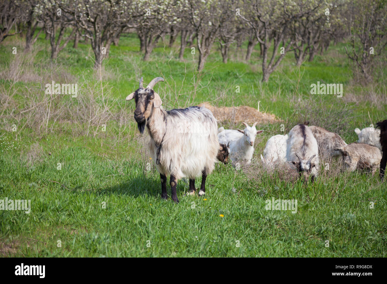 Goat In Garden Couple goat in park hi-res stock photography and images - Alamy