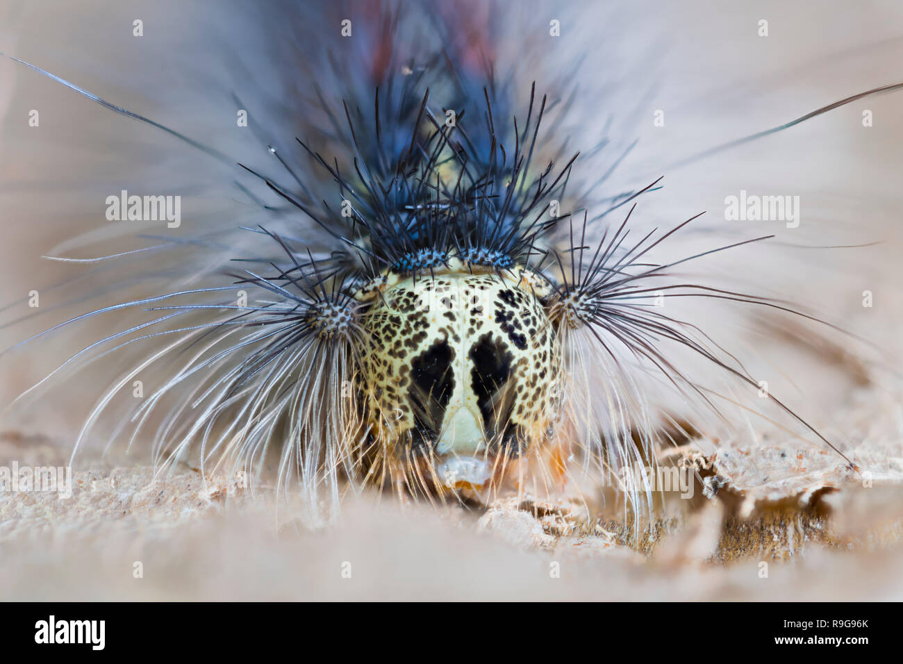 Schwammspinner Raupe, Lymantria dispar, Gypsy moth caterpillar Stock Photo