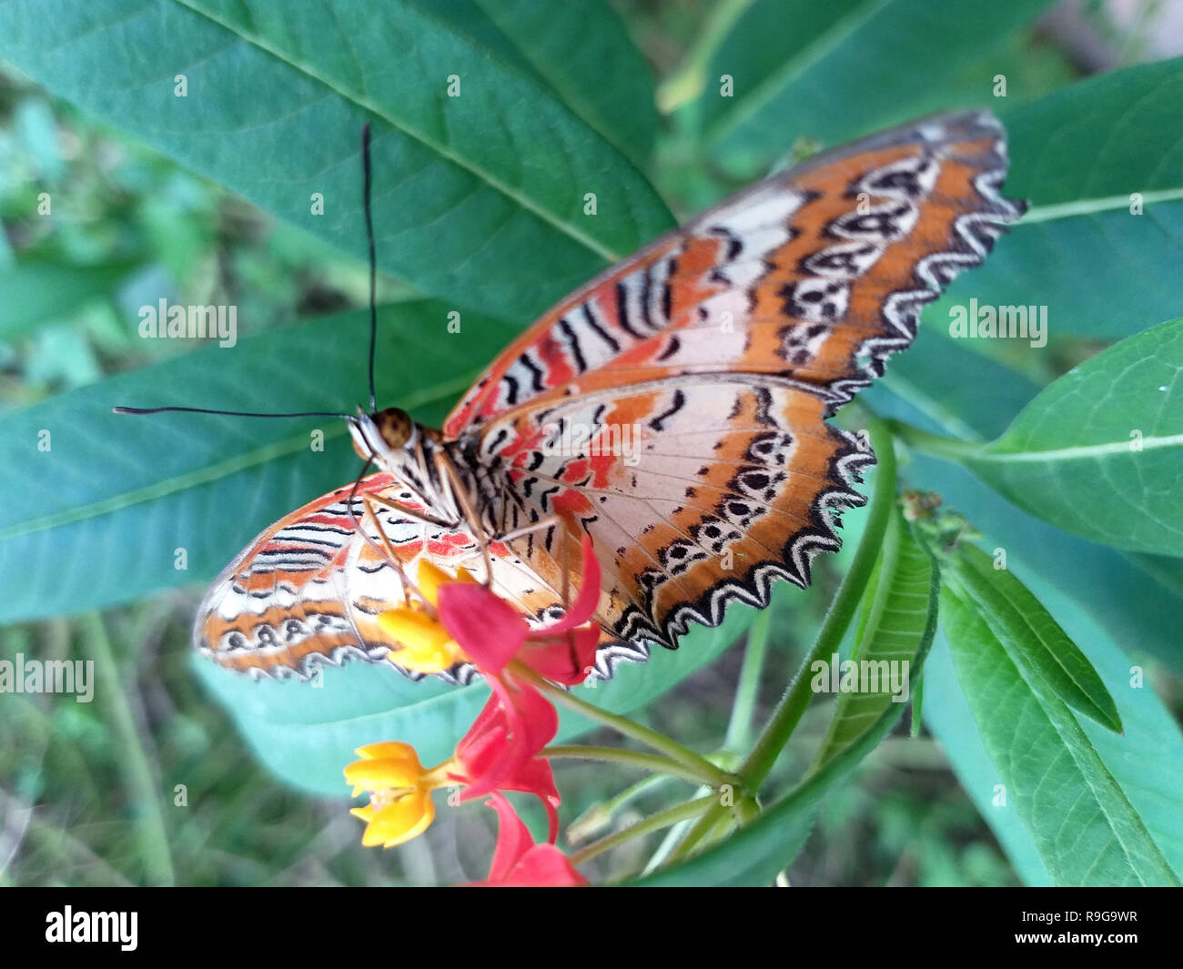 Monarch, Danaus plexippus, butterfly in nature habitat. Nice insect from Mexico. Butterfly in the green forest. Stock Photo