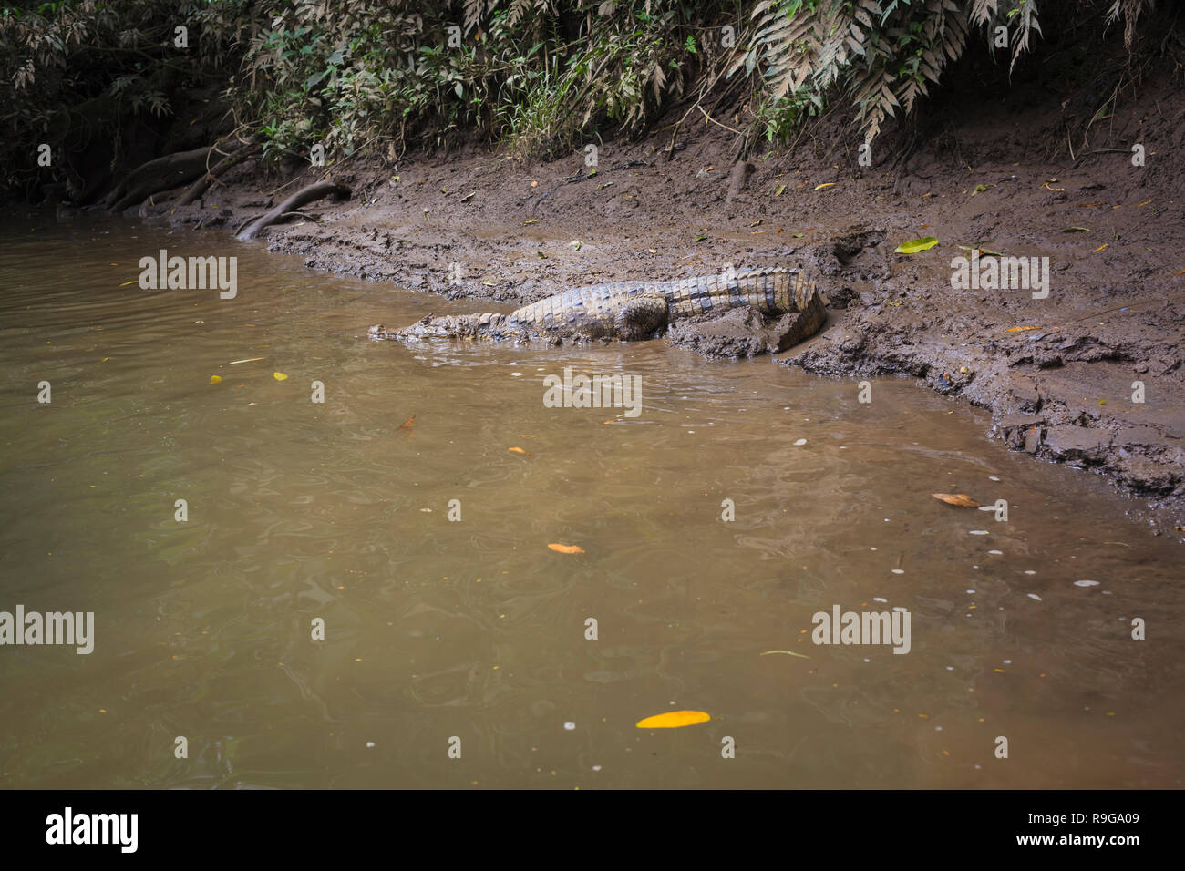 Spectacled Caiman (Caiman crocodilus) on shore. Puerto Viejo river. Heredia province. Costa Rica. Stock Photo
