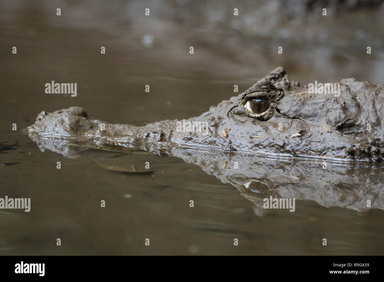 Spectacled Caiman (Caiman crocodilus) portrait. Puerto Viejo river. Heredia province. Costa Rica
