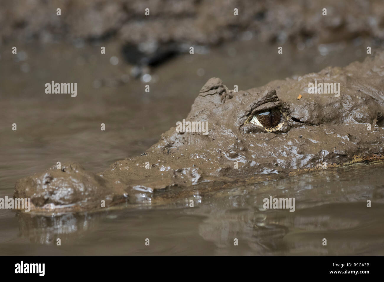 Spectacled Caiman (Caiman crocodilus) portrait. Puerto Viejo river. Heredia province. Costa Rica. Stock Photo