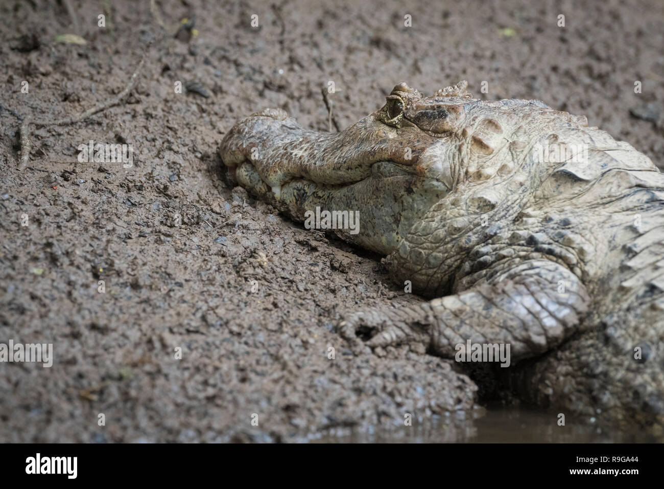Spectacled Caiman (Caiman crocodilus) portrait. Puerto Viejo river. Heredia province. Costa Rica
