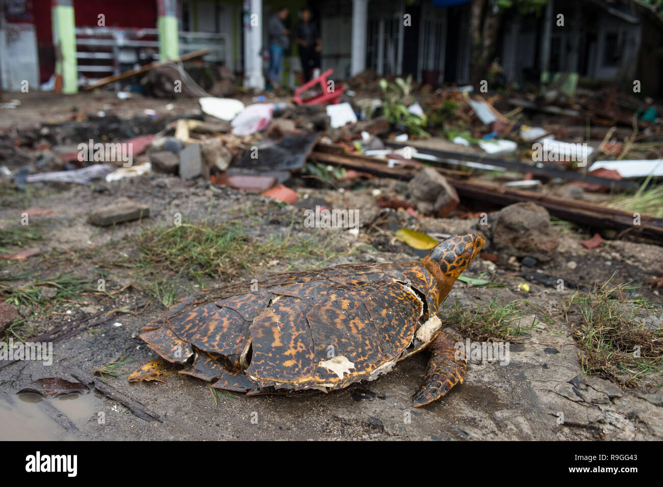 Beijing, Indonesia. 23rd Dec, 2018. Debris is seen after a tsunami hit the beach in Pandeglang, Banten province, Indonesia, on Dec. 23, 2018. Credit: Veri Sanovri/Xinhua/Alamy Live News Stock Photo