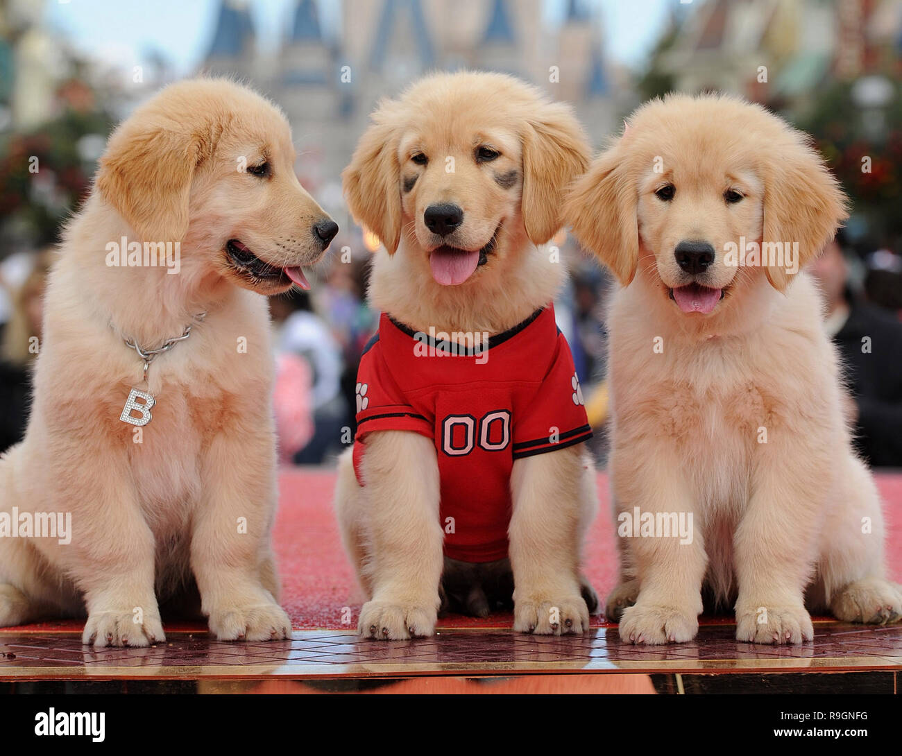 LAKE BUENA VISTA, FL - DECEMBER 02: Three of the canine stars of the  upcoming Disney Blu-Ray and DVD film 'Treasure Buddies' make a special  appearance during taping of the 'Disney Parks