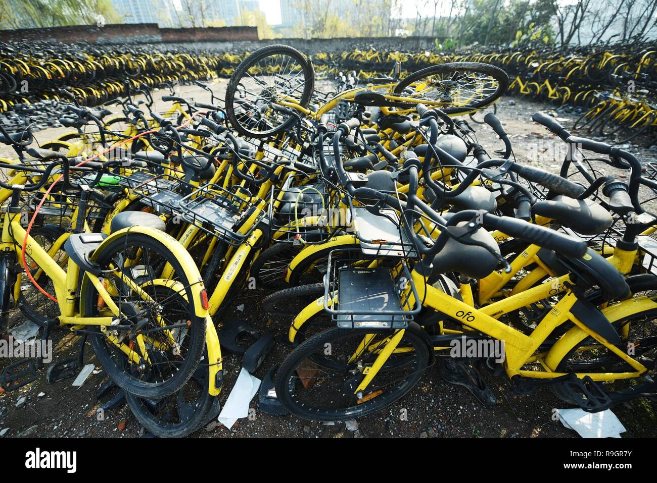 ofo bike news