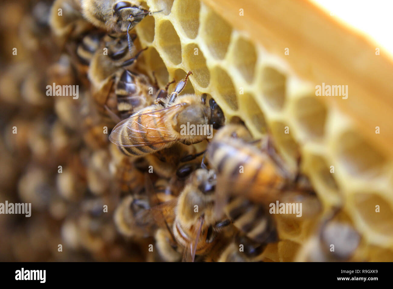 Honey bees working on a honeycomb hexagonal structure in the beehive Stock Photo