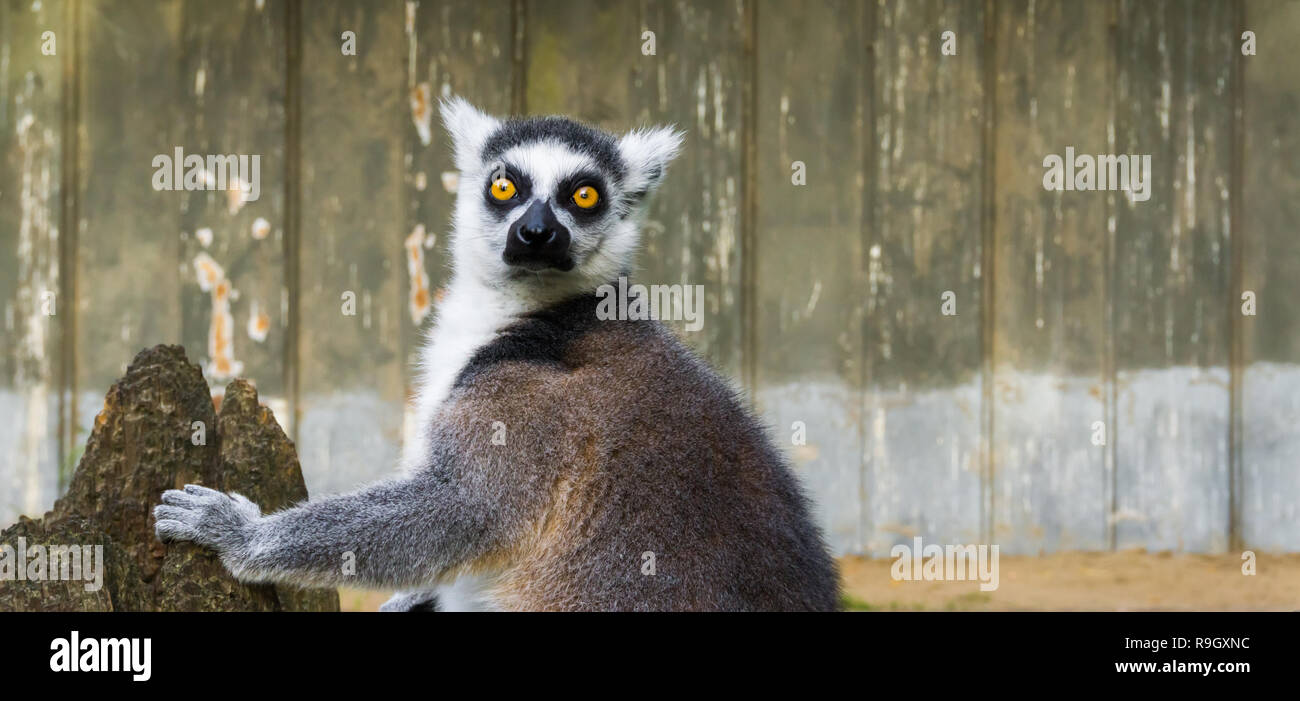 funny ring tailed lemur with his face in closeup, a tropical endangered monkey from madagascar Stock Photo
