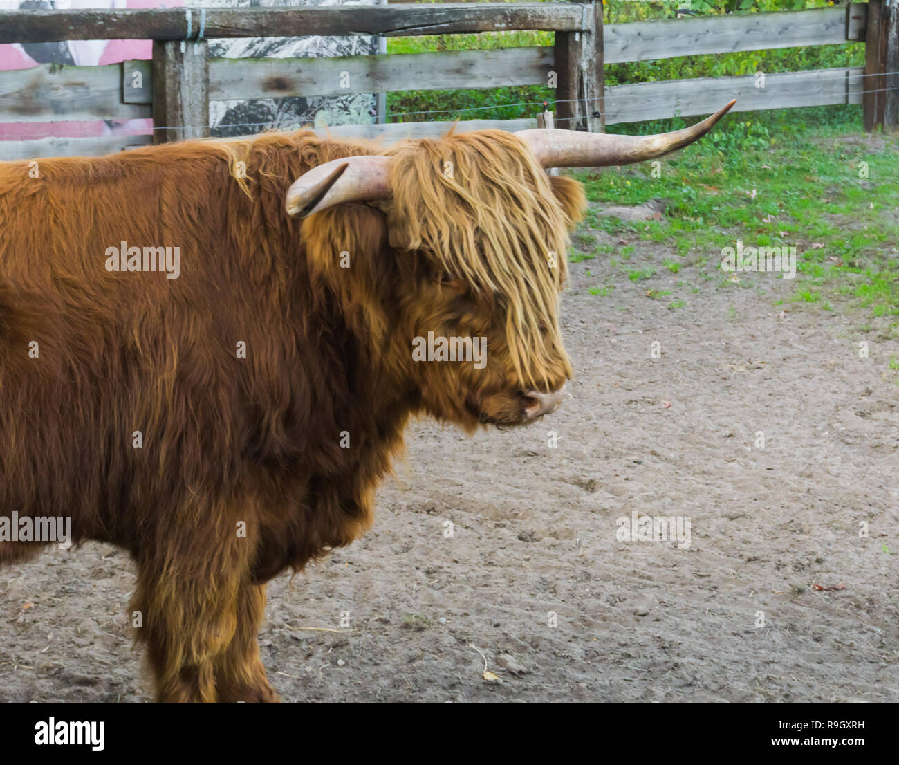 closeup of a brown highland cow standing in the fields Stock Photo - Alamy