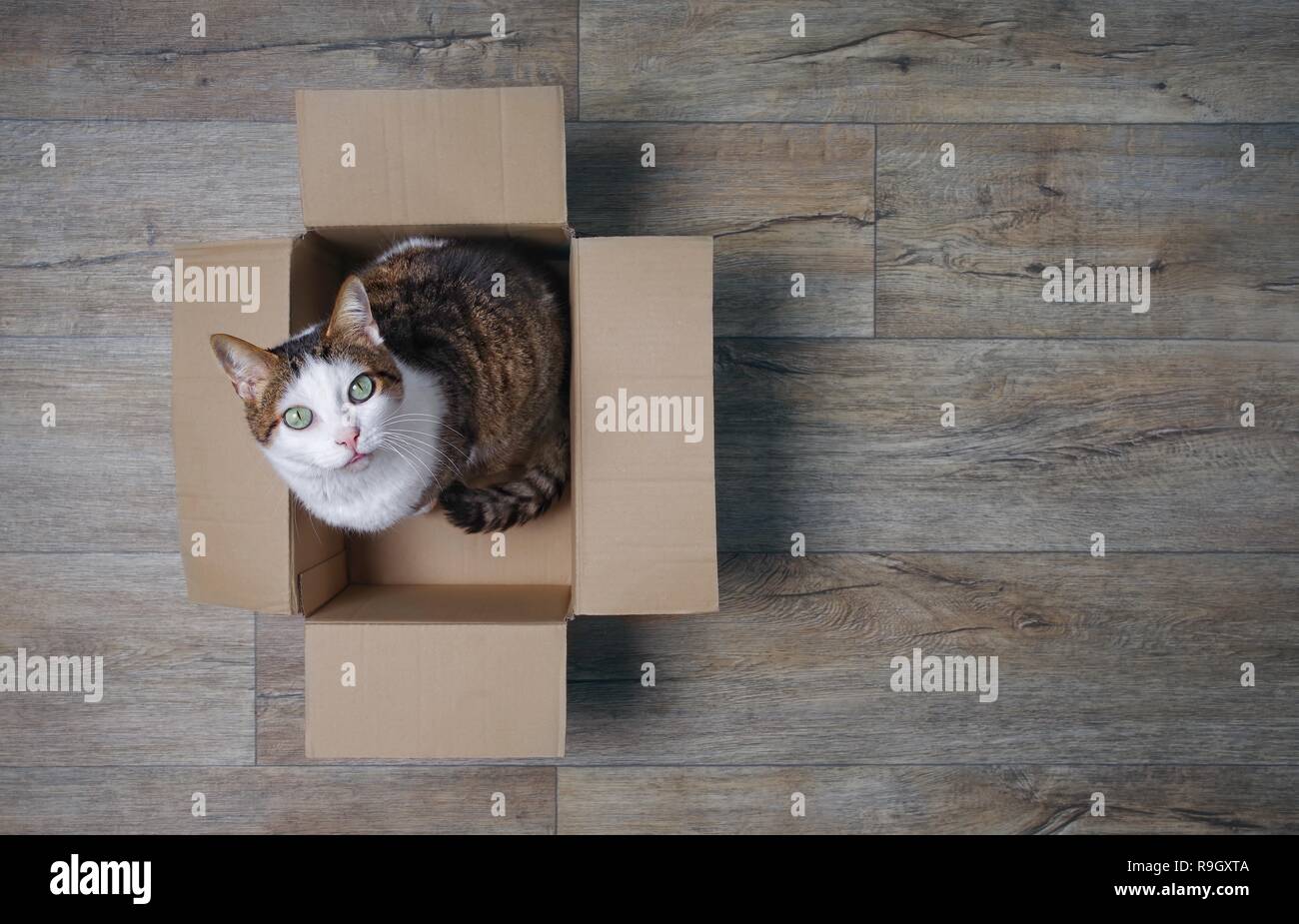 Tabby cat in a cardboard box looking curious up to the camera. High angle view with copy space. Stock Photo