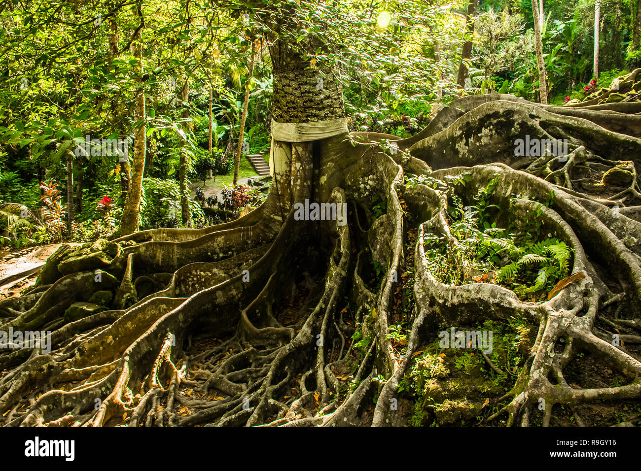 Huge Tree With Roots Balinese Temple Goa Gajah Elephant Huge Tree With Roots Balinese Temple Goa Gajah Elephant