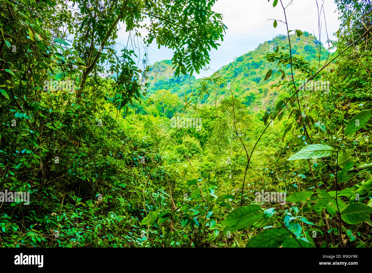 Vietnam rainforest trek hi-res stock photography and images - Alamy