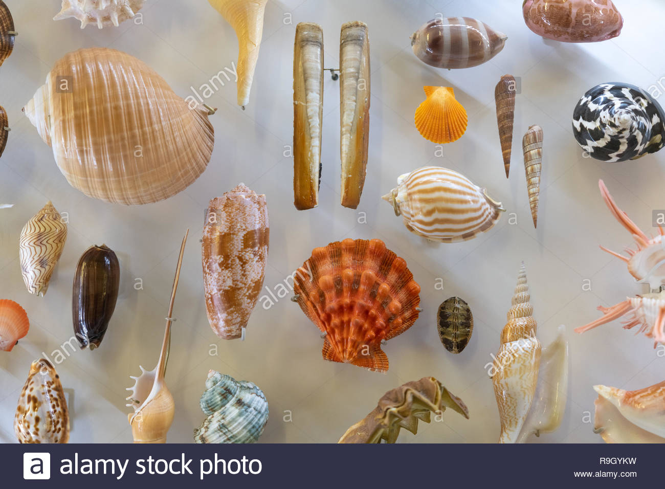 Collection Of Seashells Decorating The Stairwell In The Royal