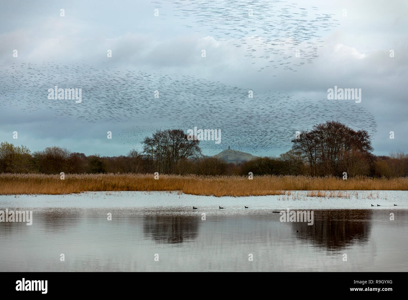 Starling; Sturnus vulgaris Flock; Roost Somerset; UK Stock Photo