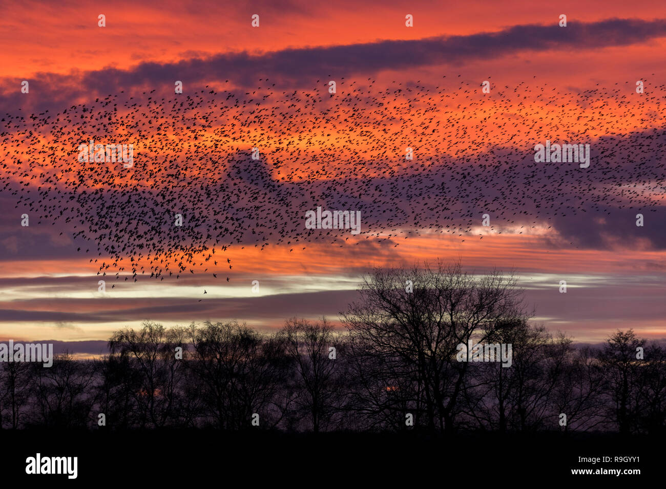 Starling; Sturnus vulgaris Flock; Roost Somerset; UK Stock Photo
