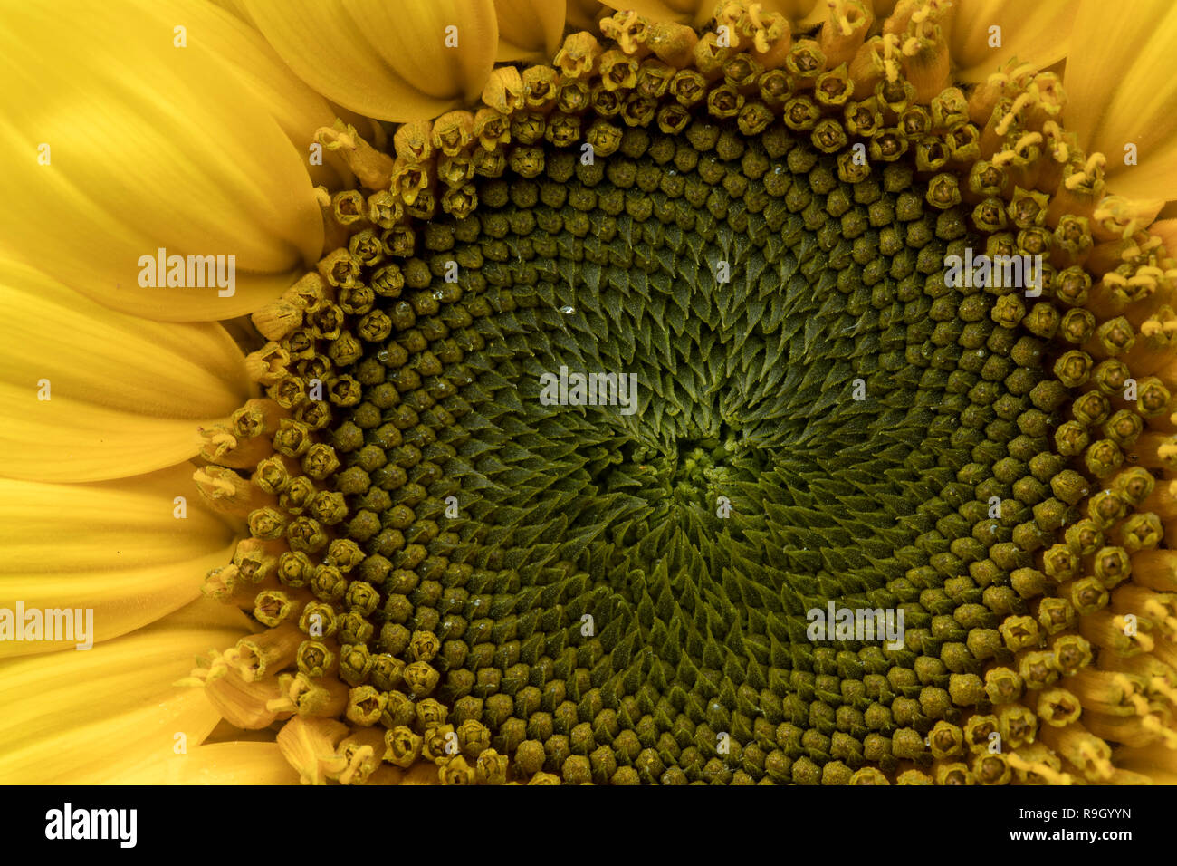 Sunflower; Centre; UK Stock Photo Alamy