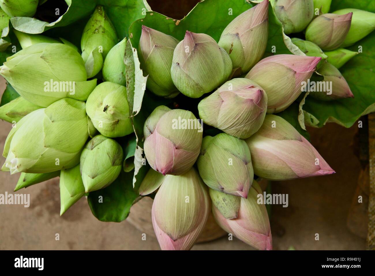 White and pink lotus buds in a market sold for blessings Stock Photo