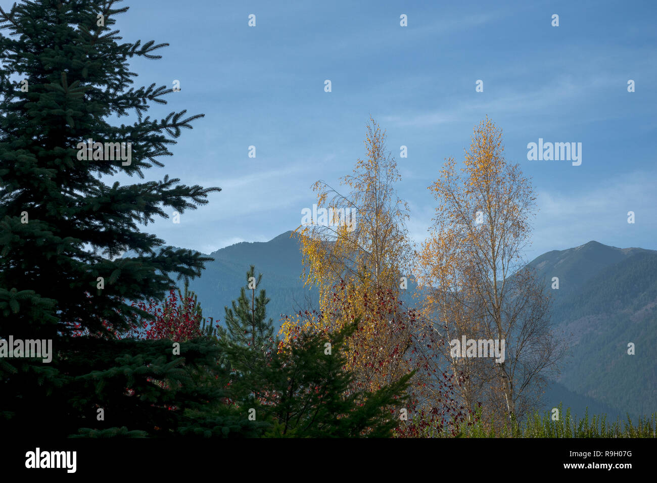 Beautiful mountain scenery with pine and birch trees Stock Photo - Alamy