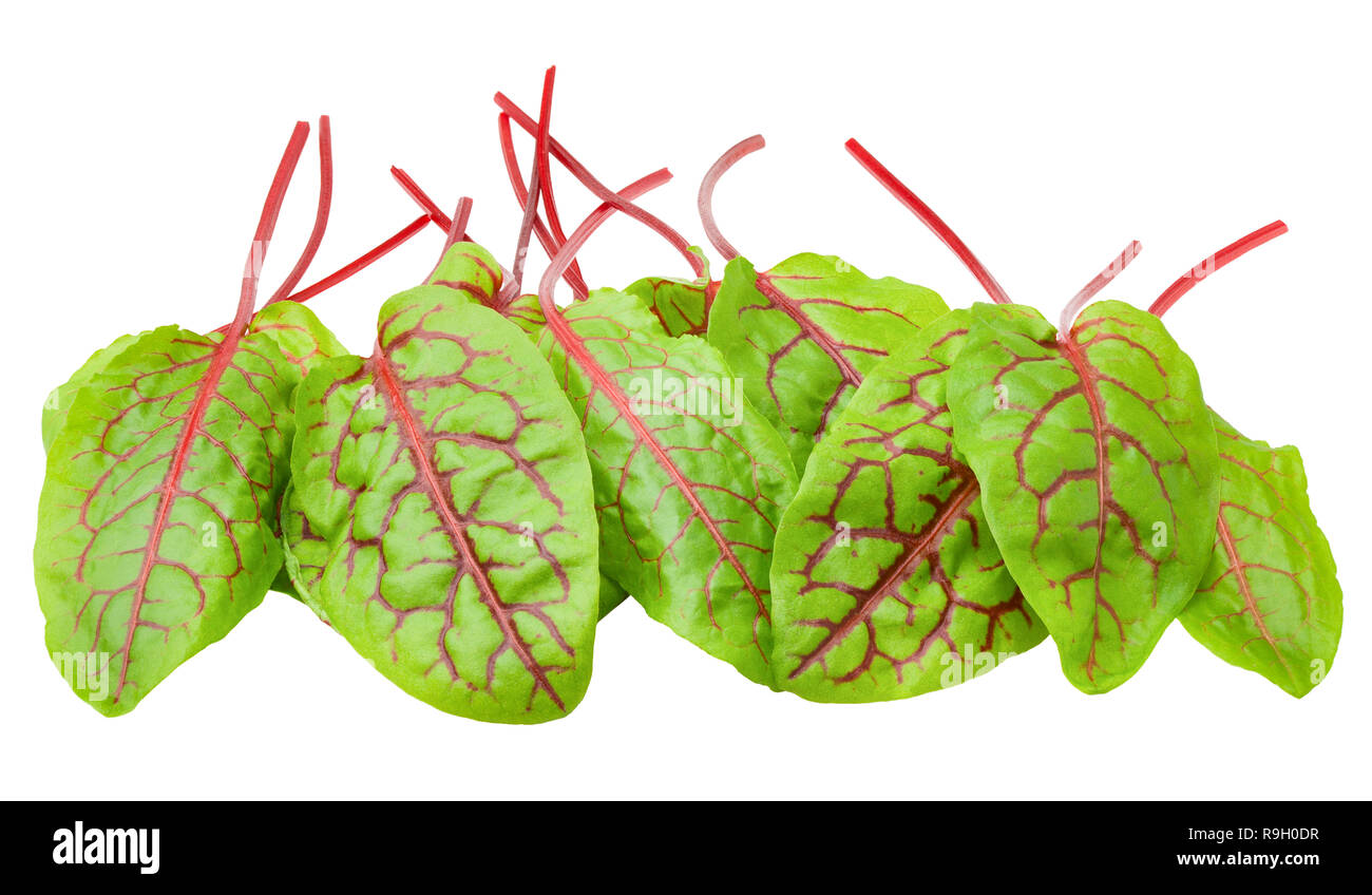 Red veined sorrel leaves on white background, clipping path, full depth of  field Stock Photo - Alamy