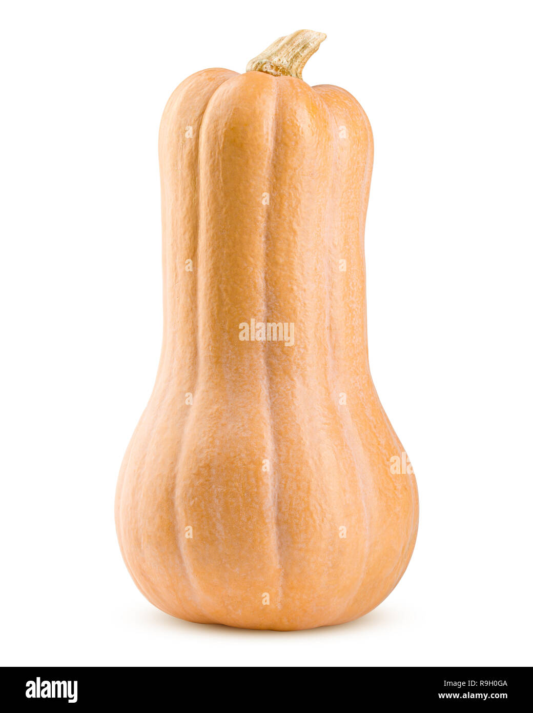 pumpkin butternut squash isolated on white background, clipping path, full depth of field Stock Photo