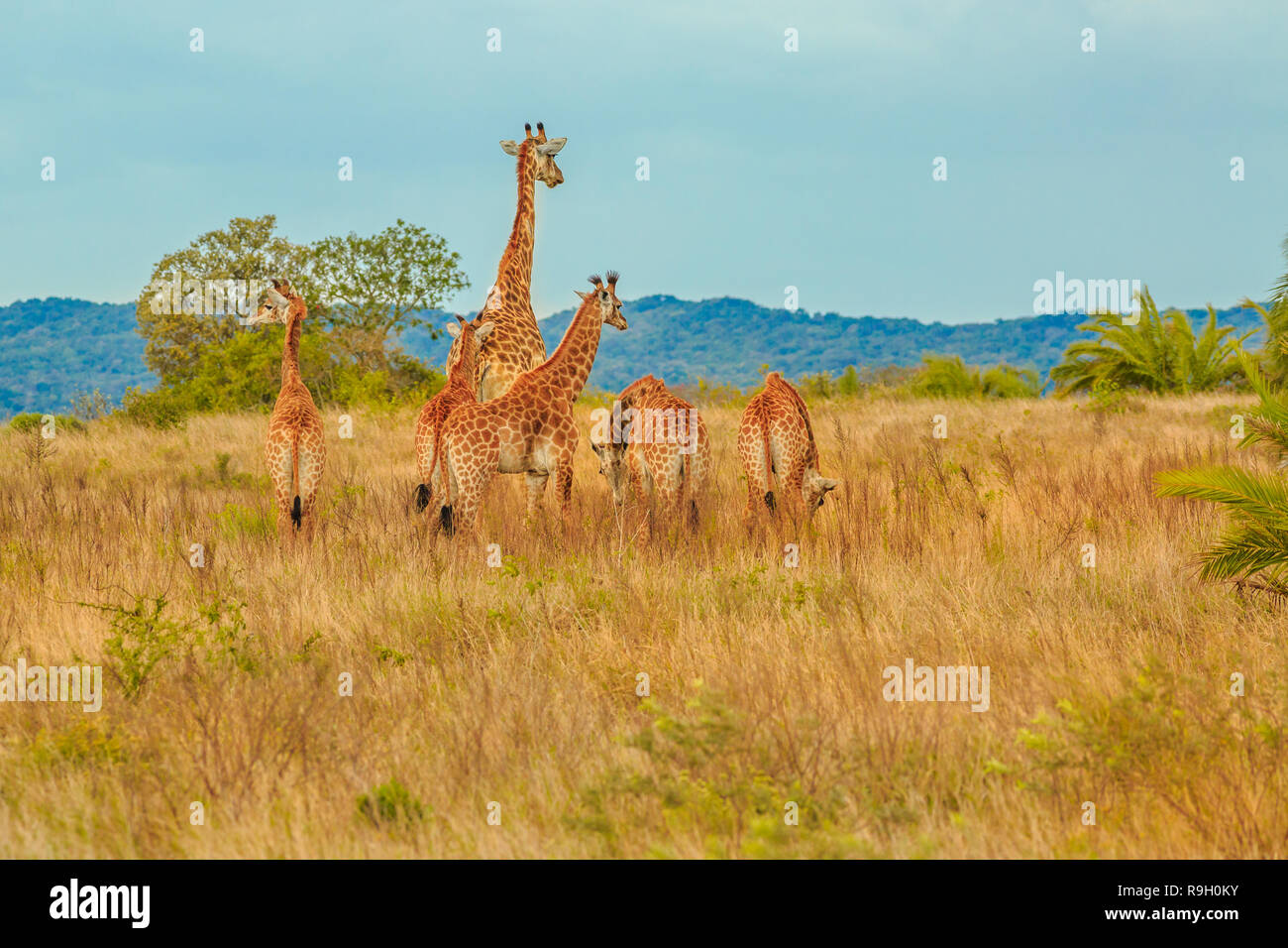 Group of African giraffe walks in iSimangaliso Wetland Park with savannah landscape. South Africa game drive safari. Copy space. Stock Photo