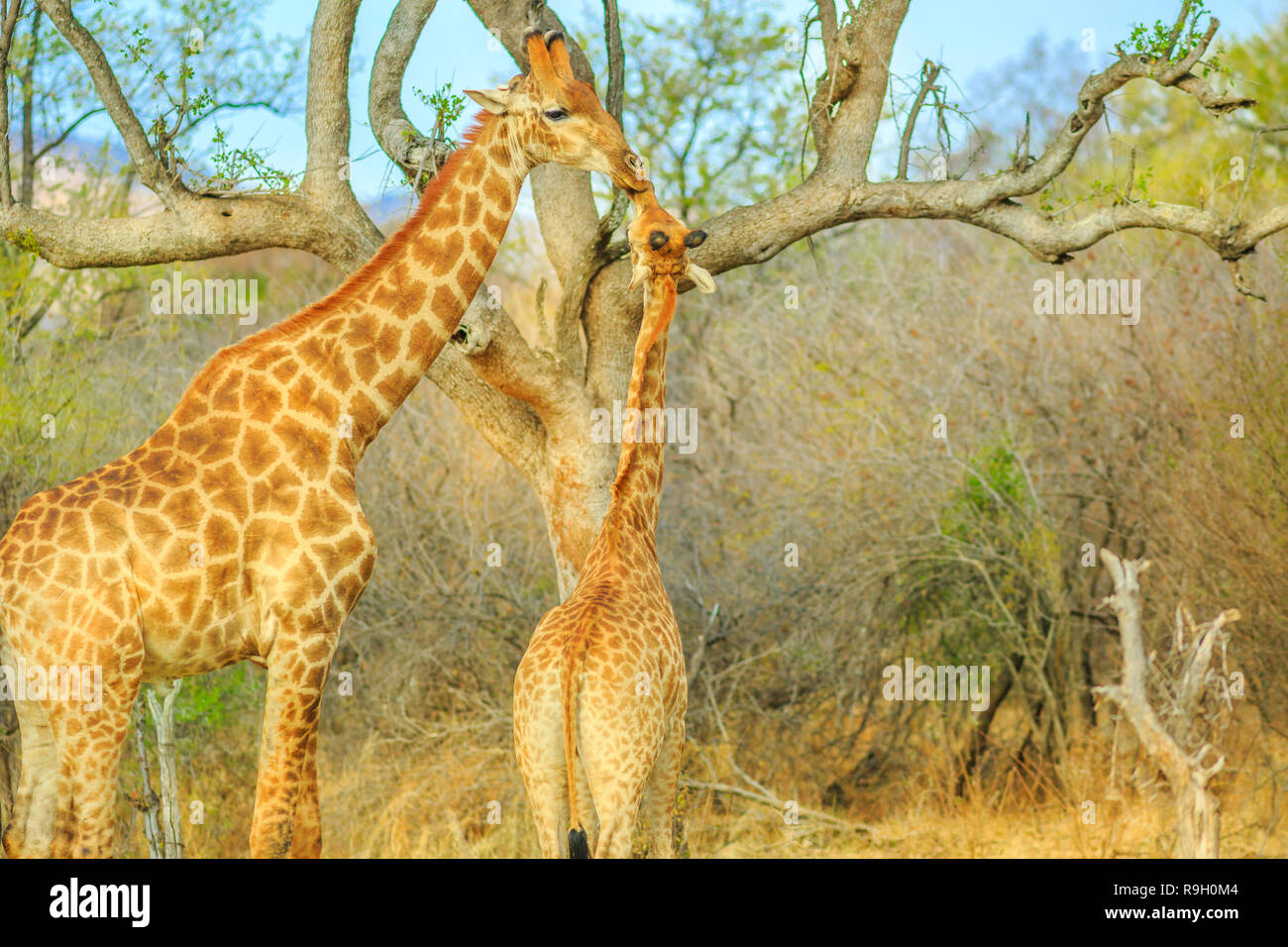 Mom giraffe with calf in Madikwe Game Reserve, South Africa. Two giraffes stretching high for eating from a dry tree. Stock Photo