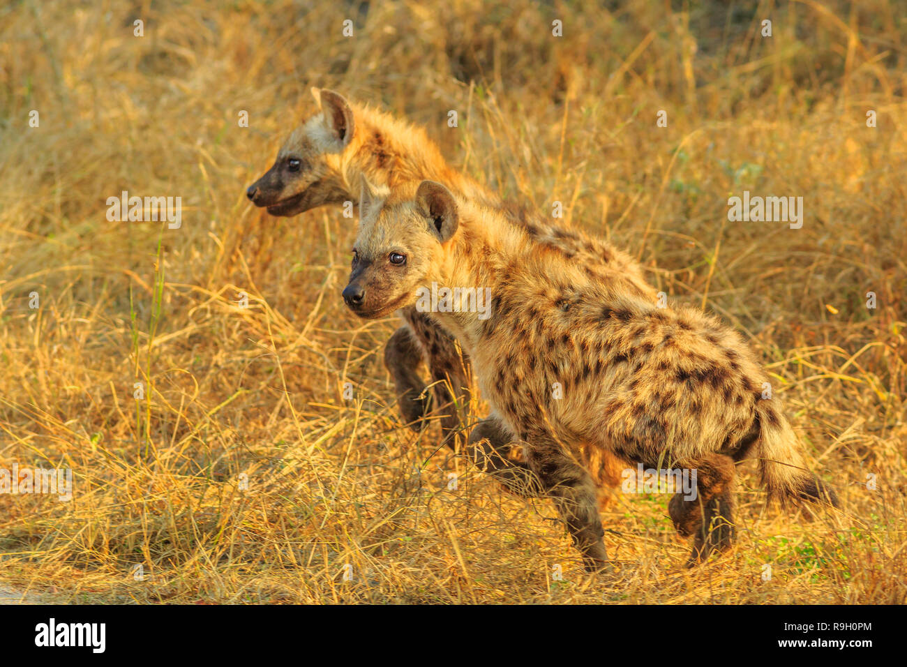 Side view of two spotted hyena cubs species Crocuta crocuta, in the dry