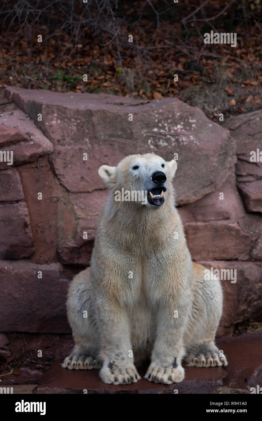 Eisbär sitzend Stock Photo