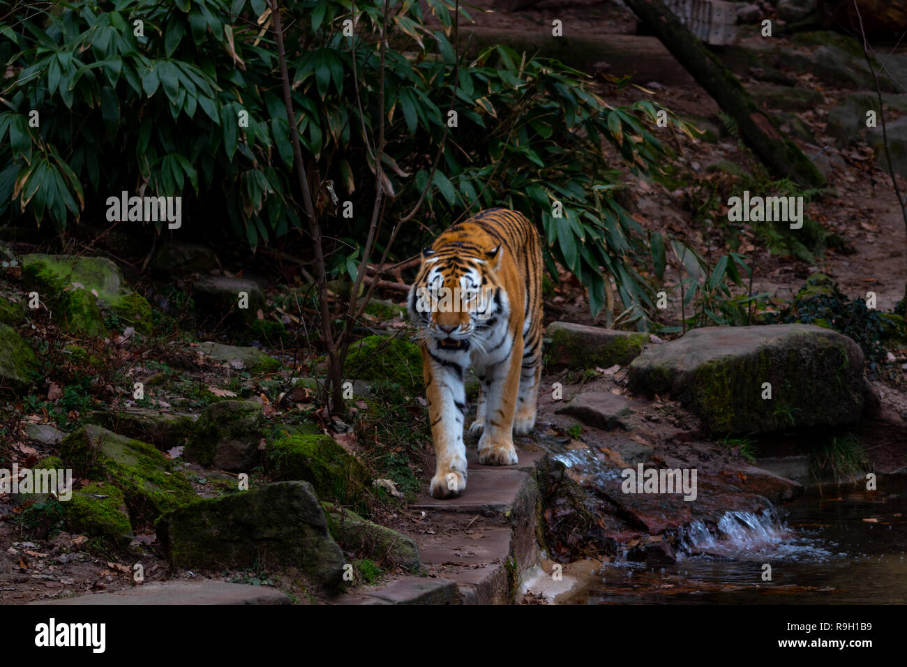 Tiger an einem Backlauf Stock Photo